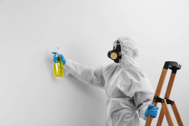 Trusted Black Jack, MO Mold Removal Experts